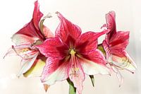 Tros Amaryllis
