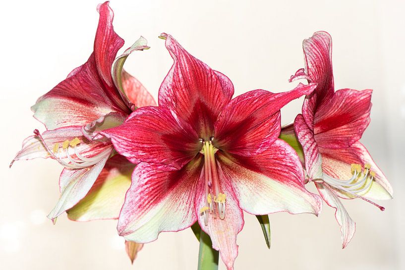 Tros Amaryllis van Sonja Waschke