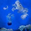 Collage white and blue jellyfish in aquarium with anemone by Marianne van der Zee