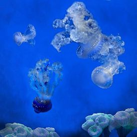 Collage de méduses blanches et bleues dans un aquarium avec une anémone. sur Marianne van der Zee