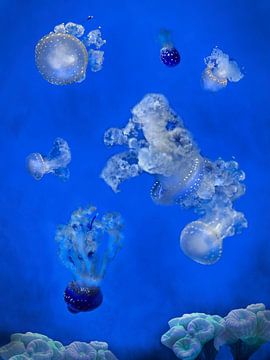 Collage de méduses blanches et bleues dans un aquarium avec une anémone.