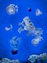 Aquarium met kwallen  - Collage wit en blauw van Marianne van der Zee thumbnail