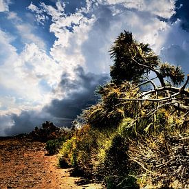 Natuur op TENERIFE    prachtige wildgroei  met bewolkte lucht sur Willy Van de Wiele