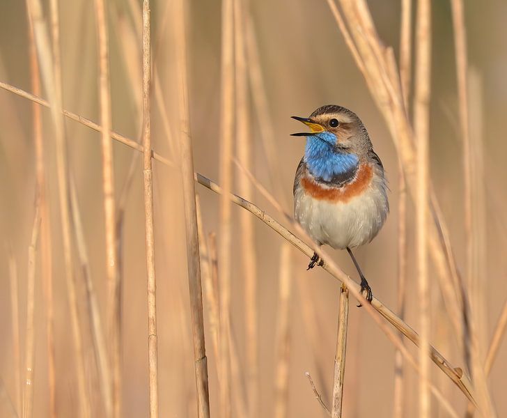 Die singende Blaukehlchen von Benjamin Simmelink