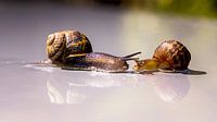 een toevallige ontmoeting tussen twee slakken, is de liefde in hun huisjes? van Hans de Waay thumbnail