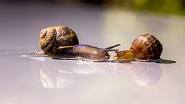 a chance encounter between two snails, is love in their houses? by Hans de Waay