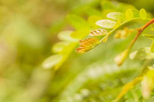 Groen-geel detailfoto van boomblad