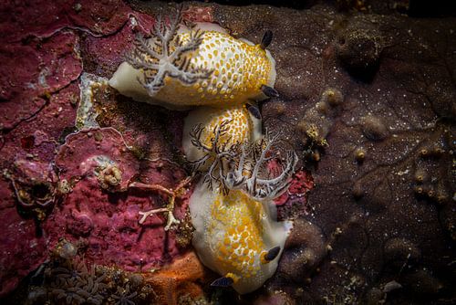 Sea snails @ Komodo, Indonesia