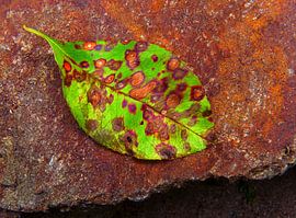 Currantly 2 (Autumn leaf of a currant tree) by Caroline Lichthart