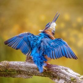 Shaking Kingfisher by Thomas Herzog