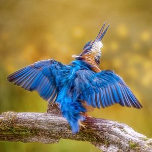 Kingfisher secoué