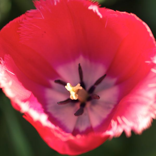 Close-up tulip button by Michael van Emde Boas