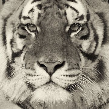Close up van een tijgerkop van Ellen van Schravendijk