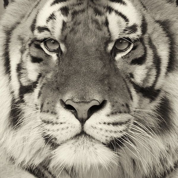Close up van een tijgerkop by Ellen van Schravendijk