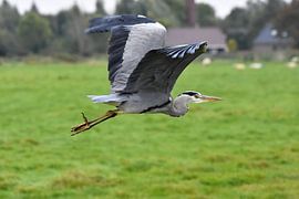 Reiger / Grey Heron in close up