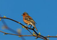 Finch in a tree