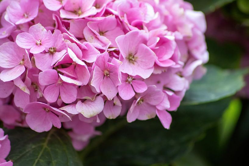 Hortensia van Michael Ruland