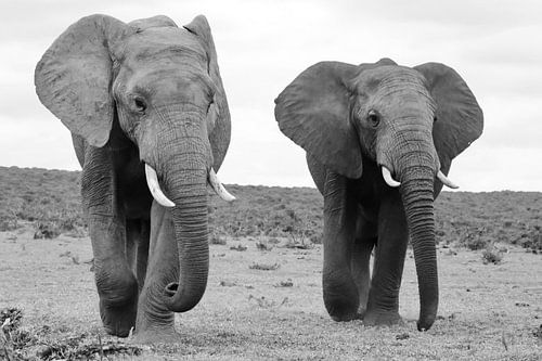 Zwei Elefanten Männchen 43