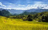 Rijstterrassen Pu Luong