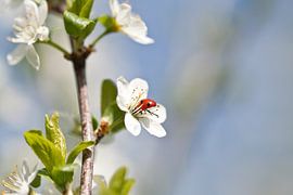 Lieveheersbeestje in bloesem van Wim de Lange