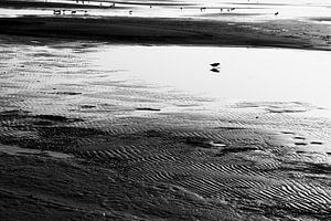 Steltlopers op Waddenzee