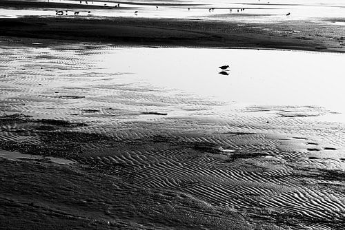 Steltlopers op Waddenzee