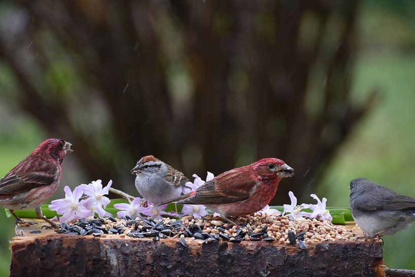 Birds at the feeder in the spring by Claude Laprise
