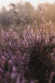 Detail von Heidekraut bei Sonnenaufgang von Daphne Dorrestijn