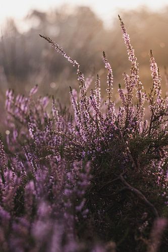 Detail van de heide tijdens zonsopgang