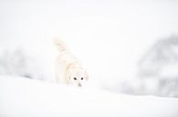 Dog camouflage in the snow by Desirée Couwenberg thumbnail