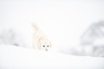 Dog camouflage in the snow
