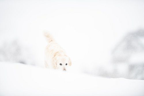 Dog camouflage in the snow van Desirée Couwenberg