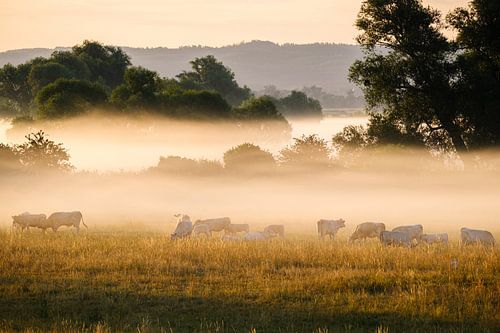 Koeien in de ochtendmist