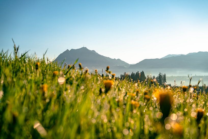 Sunrise with dewdrops over the Grünten by Leo Schindzielorz