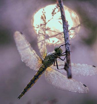 Magical Morning ‍♀️ van Suusies Kiekjes