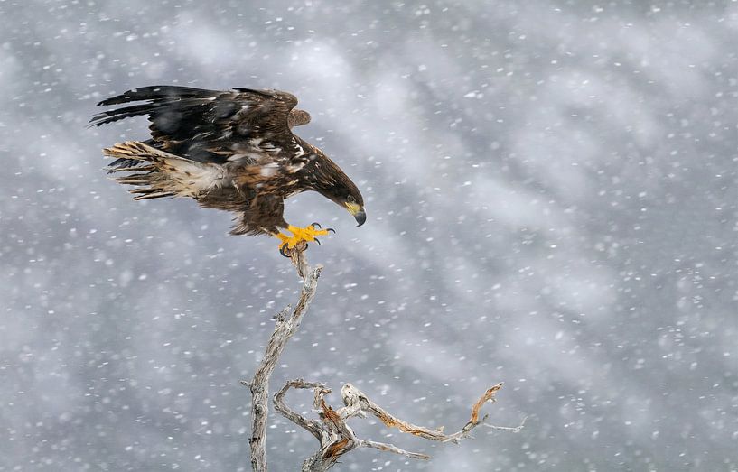 Balance Act van Harry Eggens