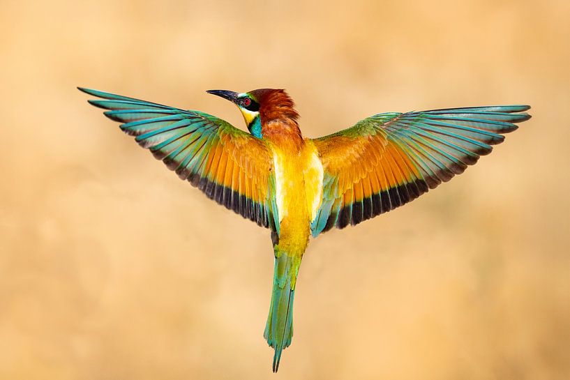Bee-eater, Merops apiaster by Gert Hilbink