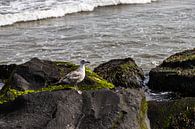 Möwe an Felsbrocken Ecke Holland von Carin IJpelaar Miniaturansicht