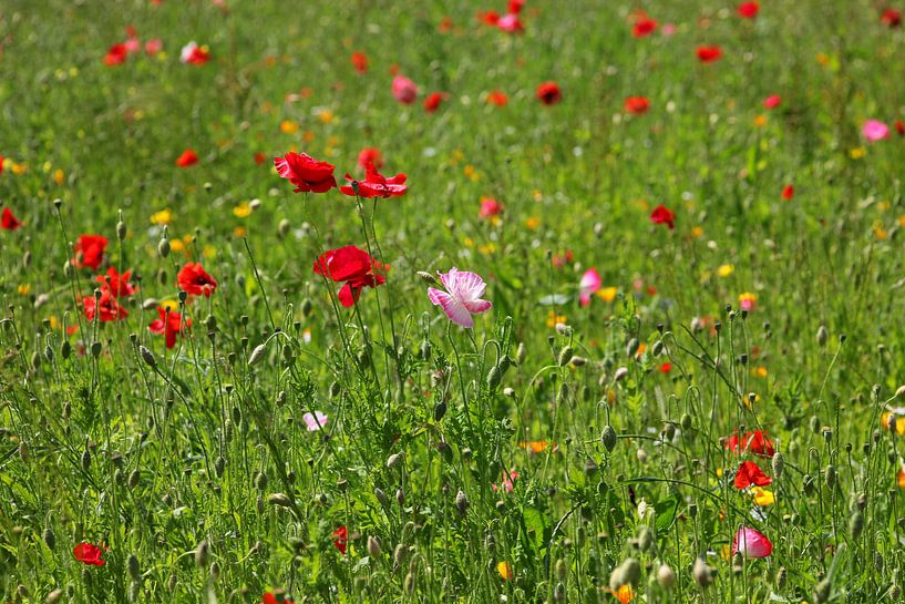 Summertime by Thomas Jäger