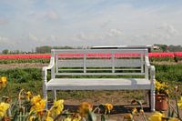 Bulb fields