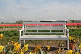 Bulb fields by Julia Hulsebosch