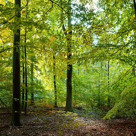 Automne dans une forêt de feuillus sur Corinne Welp