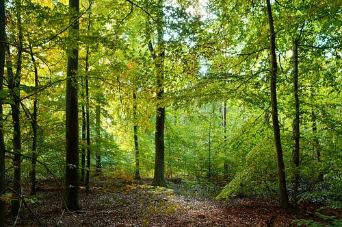 Autumn in a deciduous forest by Corinne Welp