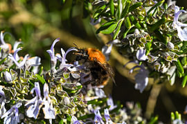 Der Rüssel dieser Hummel sammelt Unmengen an Nektar von Petra Hauwert