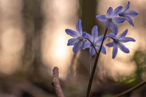 süße kleine Waldblumen