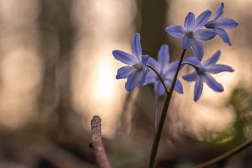 süße kleine Waldblumen von Tania Perneel
