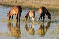 Exmoor ponies    en spiegelbeeld par Peter Zwitser Aperçu