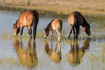 Exmoor ponies    en spiegelbeeld