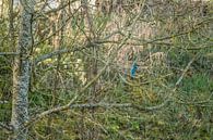 Kingfisher search image by Peter Proksch thumbnail