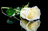 White rose with reflection by Imperial Art House thumbnail